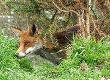Urban Foxes: How to Minimise Their Visits