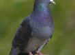 Problems With Feral Pigeons