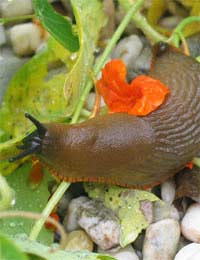 Slugs Plants Barriers Gravel Copper