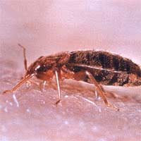 Bed Bugs Antique Bites Fleas Fumigation