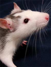 Mice Traps Kitchen Poison Bait Stations