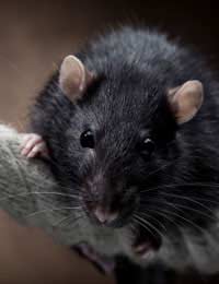 Rat Man Environmental Health Ratting