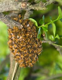 Wasps Bees Honey Bees Masonry Bees