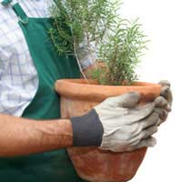 Pesticides Non Chemical Pyrethrum Herbs