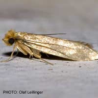 Brown House Moth White-shouldered House