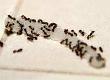 Invaded by Ants: A Case Study