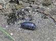 Woodlice and Silverfish