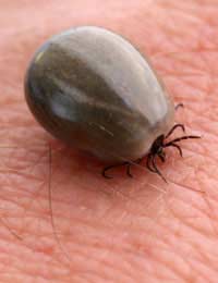 Ticks Blood Pets Humans Infections Lyme