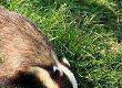Badgers as a Pest
