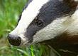 Badger Bother: A Case Study