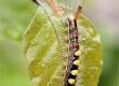 Plant-eating Caterpillars