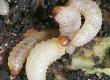 Vine Weevils Tamed With Biological Control: A Case Study