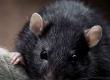 Memories of a Rat Man: Case Study