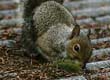 Grey Squirrels