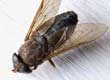 Flies: Houseflies and Bluebottles