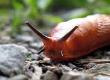 Slug Pellets and the Problems