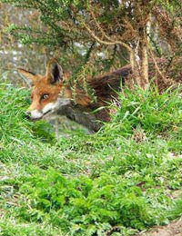 Foxes Urban Fox Gardens Renardine