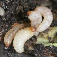 Vine Weevil Control Prevention Life