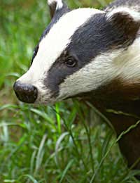 Badger Lawn Damage Destruction Control