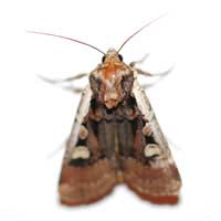 Pests Pesticides Insects Beetles Control