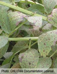 Botrytis Grey Mould Damp Dry Infection