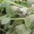 Avoiding Botrytis: Fungal Infection