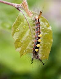 Caterpillars Butterflies Moths Larva