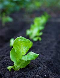 Pests Soil Underground Leaves Stems