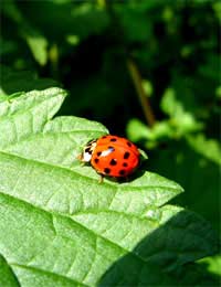 Insect Pest Friend Enemy Foe Aphids