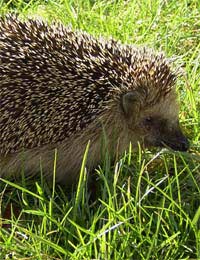 Pest Biological Control Wildlife Garden