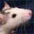 Dealing With a Mice Infestation: A Case Study