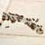 Invaded by Ants: A Case Study