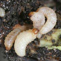 Vine Weevil Nematode Pesticides Grubs