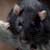 Memories of a Rat Man: Case Study