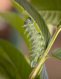 Pests Garden Slugs Snails Control Larvae