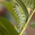 FAQ: Garden Pest