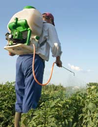 Pesticide Insect Pest Crops Damage