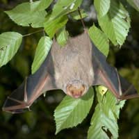 Bats Species Law Wildlife And