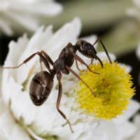 Ant Black Ant Pharaoh Ant Swarms