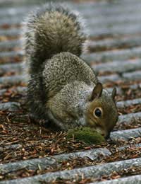 Grey Squirrel Red Squirrel Parks Gardens