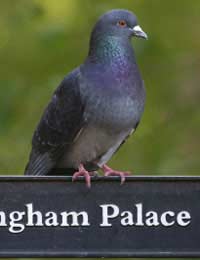 Rock Dove Feral Feeding Roosting Nesting