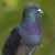 Problems With Feral Pigeons