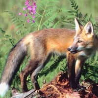 Foxes Rats Feeding Wildlife Scraps