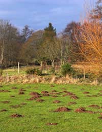 Moles Trapping Live Traps Mole Smokes