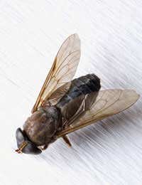 Bluebottles Houseflies Cluster-flies