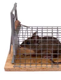 Rodents Brown Rat Ship Rat House Mouse
