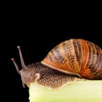 Slugs Snails Slug Pellets Barriers