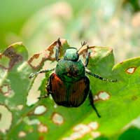 Pest Symptoms Insect Slug Yellowing