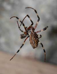 Pest Spider Rhododendron Earthworm Wasp