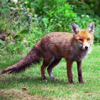 Urban Foxes Hens Rabbits Guinea Pigs